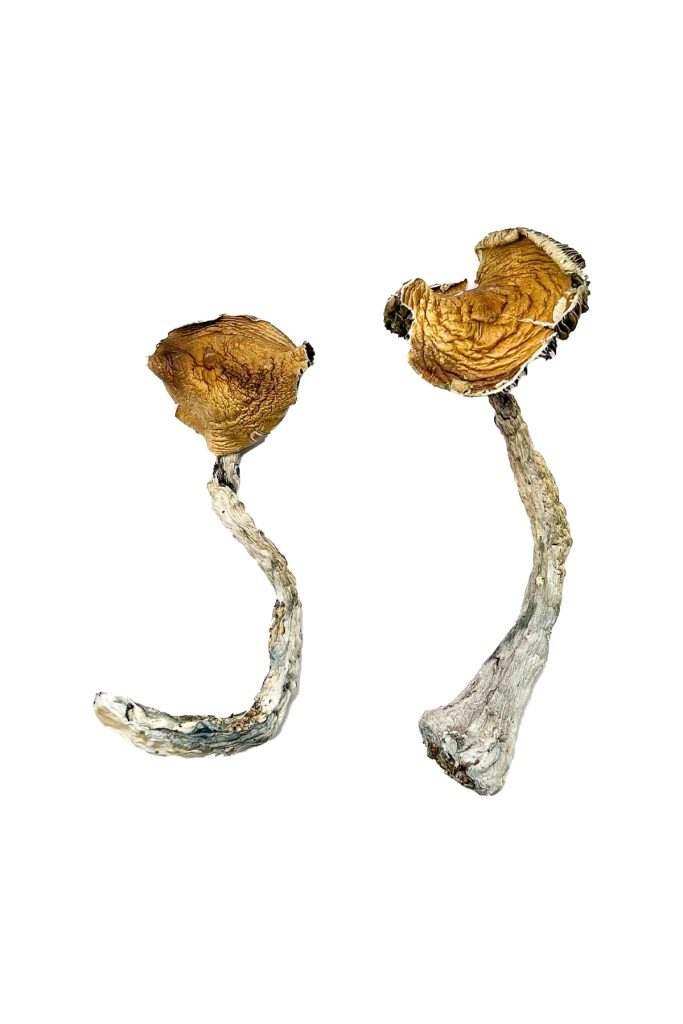 Tidal-Wave-Magic-Mushrooms-683x1024